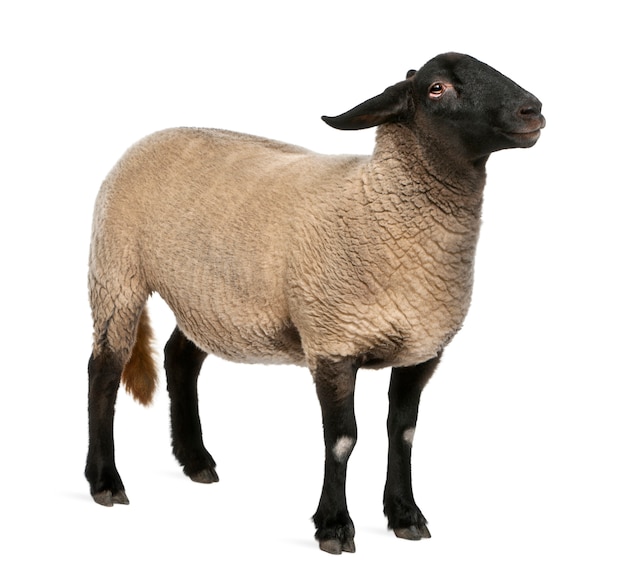 Suffolk femelle, mouton - Ovis aries, isolé sur blanc