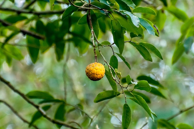 Le sugarapple ou sweetsop ariticum au Brésil en arrière-plan de l'arbre