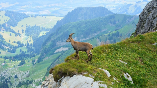 Suisse Nature Genève