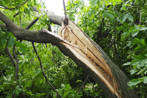 Suite à l'ouragan 19 juillet 2023 parc Sremska Mitrovica Serbie Arbres cassés Noix d'arbre divisée Branches cassées troncs pliés Chips et déchets État d'urgence après une tempête catastrophique