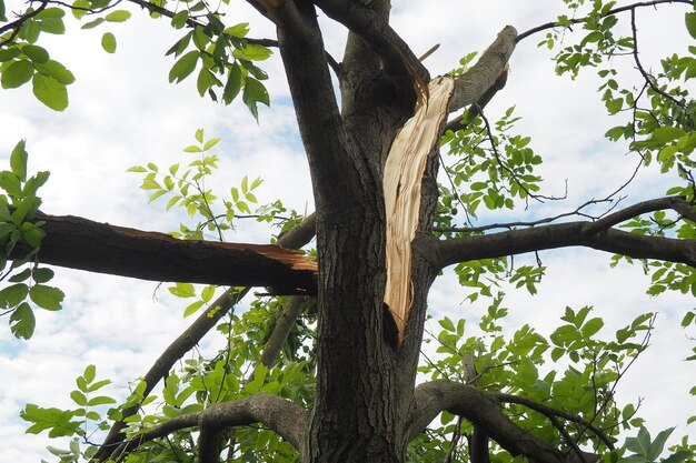 Suite à l'ouragan 19 juillet 2023 parc Sremska Mitrovica Serbie Arbres cassés Noix d'arbre divisée Branches cassées troncs pliés Chips et déchets État d'urgence après une tempête catastrophique