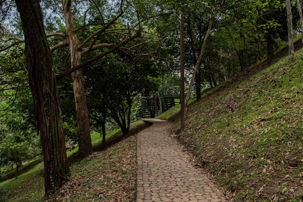 Photo suivez le chemin forestier sinueux à travers l'étreinte de la montagne