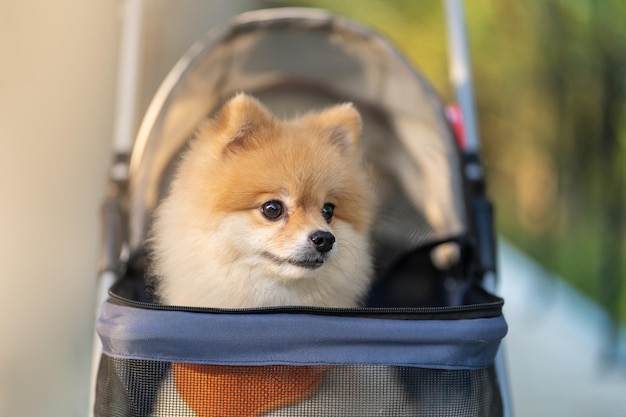 Suivi en gros plan d'un mignon petit chien de Poméranie dans une poussette pour animaux de compagnie à pied dans un parc de la ville