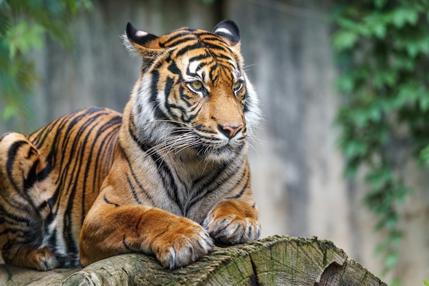 Sumatra Tiger