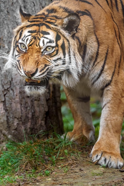 Photo sumatra tiger