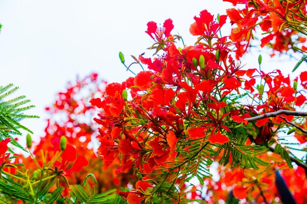 Summer Poinciana phoenix est une espèce de plantes à fleurs vivant dans les régions tropicales ou subtropicales