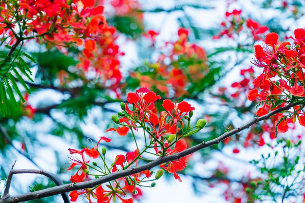 Summer Poinciana phoenix est une espèce de plantes à fleurs vivant dans les régions tropicales ou subtropicales