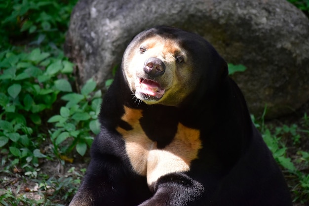 Sun Bear Le corps noir qui se trouve dans la clôture du zoo