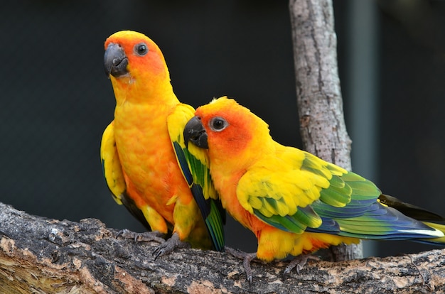 Sun Conure Parrot sur une branche d&#39;arbre