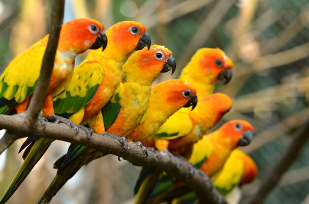 Sun Conure Parrot sur une branche d&#39;arbre