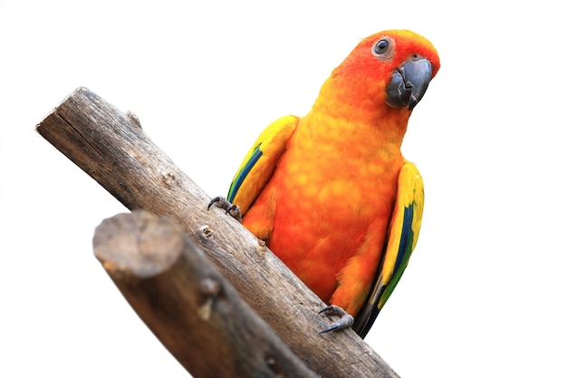 Sun Conure (perruche du soleil) isolé sur blanc