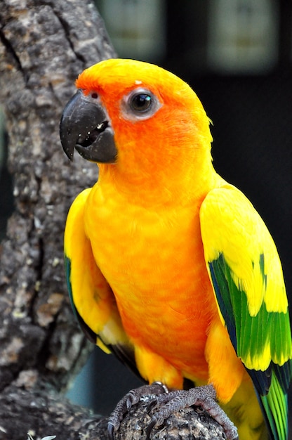 Photo sun conure