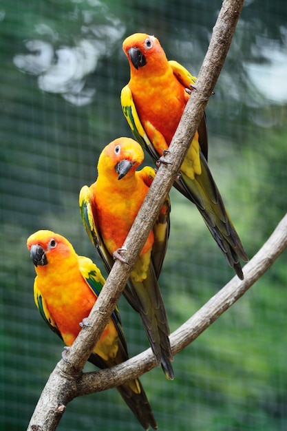 Sun Conure