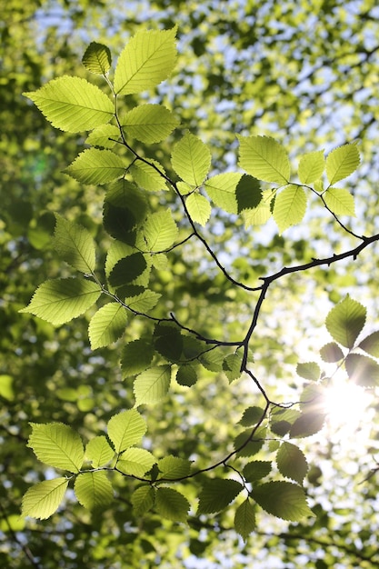 Sun streaming à travers les feuilles de hêtre vert verdoyant dans les bois à Haresfield Beacon, Gloucestershire, Angleterre