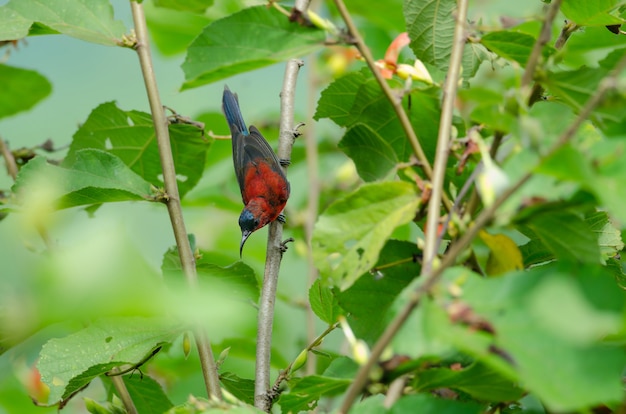 Sunbird pourpre (Aethopyga siparaja) perché sur une branche dans la nature