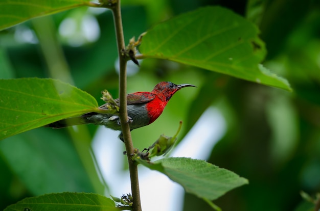 Sunbird pourpre (Aethopyga siparaja) perché sur une branche dans la nature