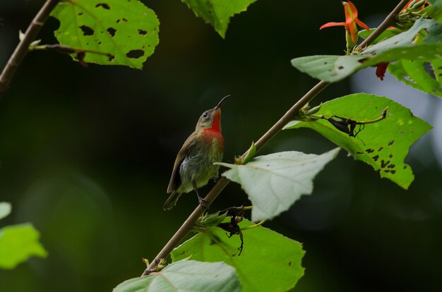 Photo sunbird pourpre (aethopyga siparaja) perché sur une branche dans la nature