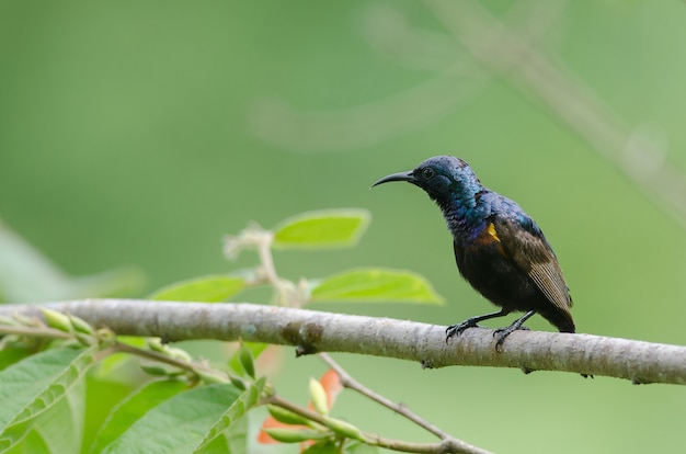 Sunbird pourpre sur une branche dans la nature