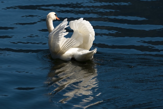 Sunlit Mute Swan sur le lac Hallstatt