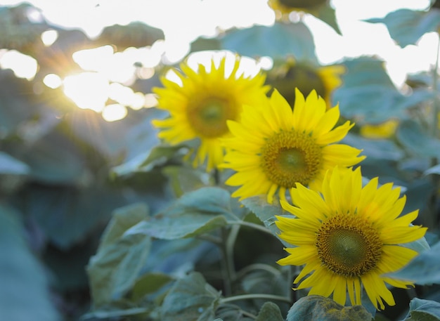 Sunlowers dans le domaine. Fleurs d'été