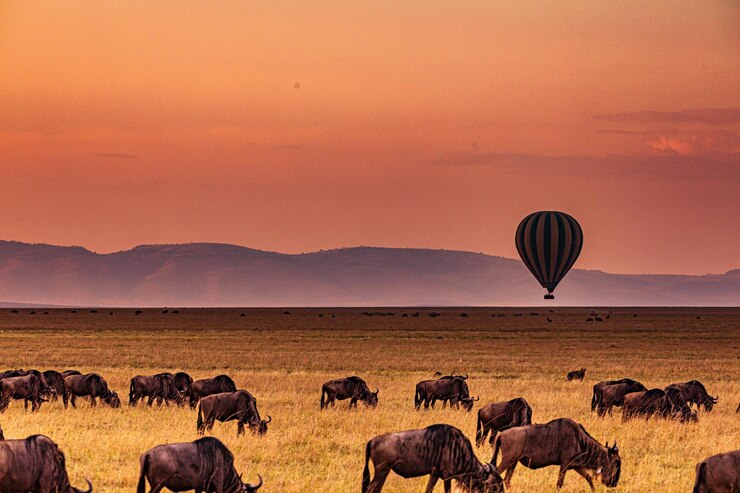 Photo sunrise hot air balloon wildebeest animaux sauvages mammifères savanne prairies maasai mara général g.