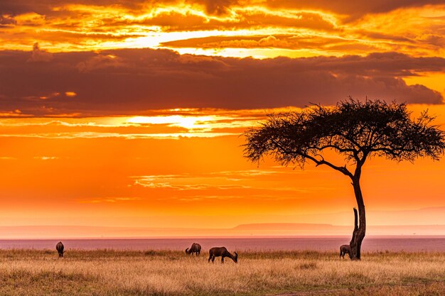 Sunset Kenya paysage Impala antilope africaine animaux sauvages mammifères savane prairies Maasai Mar.