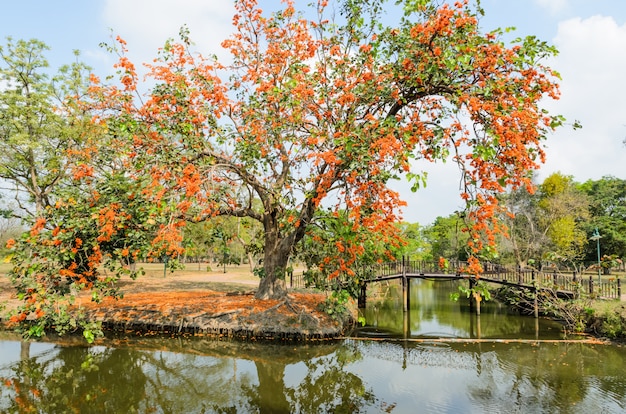 Sunshine Tree ou griffe de tigre dans le parc