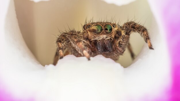 Photo super macro araignée sauteuse sur orchidée