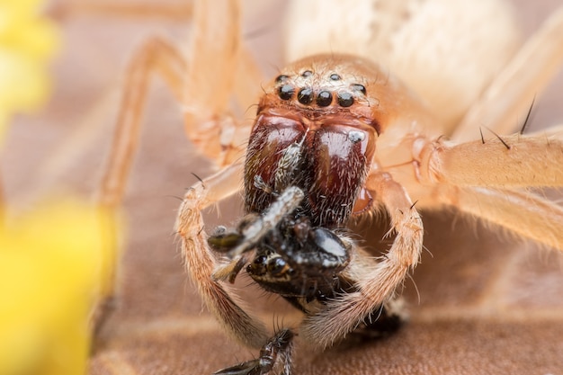 Super macro araignée sauteuse avec proie sur feuille séchée