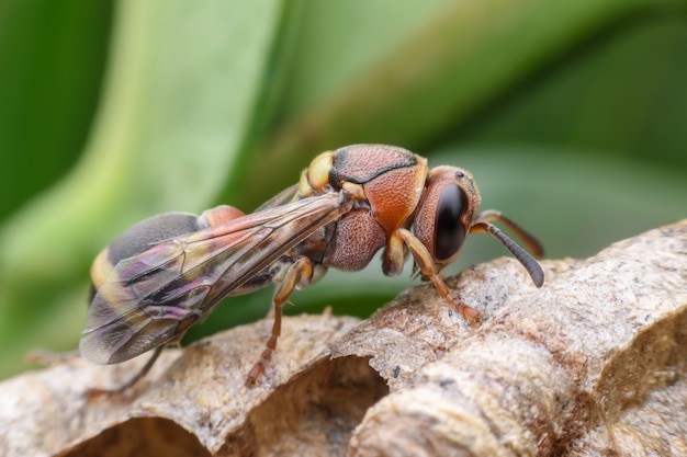 Super macro guêpe sur nid