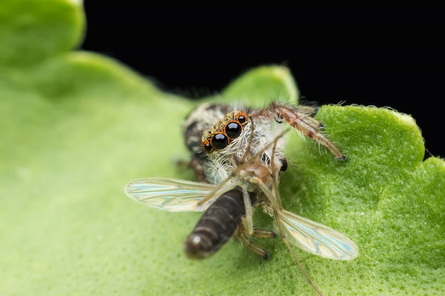 Super macro jeune femelle Hyllus diardi ou araignée sauteuse avec proie sur feuille