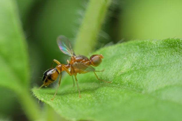 Super macro Mouche des fruits sur une feuille verte