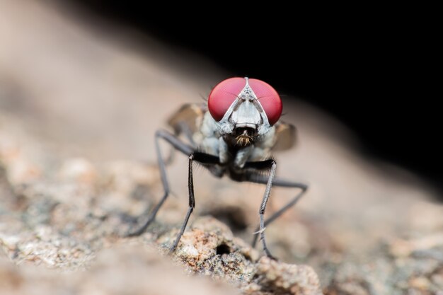 Super macro mouche se percher sur la pierre