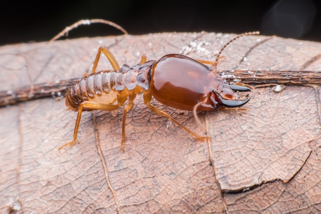 Super macro Termite marchant sur une feuille séchée