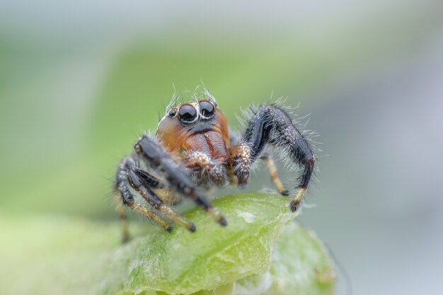 Super macro Thyene imperialis ou araignée sauteuse sur une tige