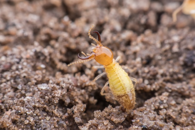 Super Macro Travailleur Termite De Caste Sur Le Terrain