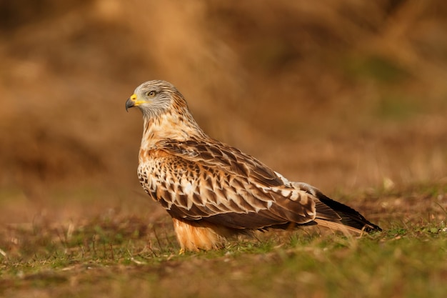 Super oiseau sur le terrain