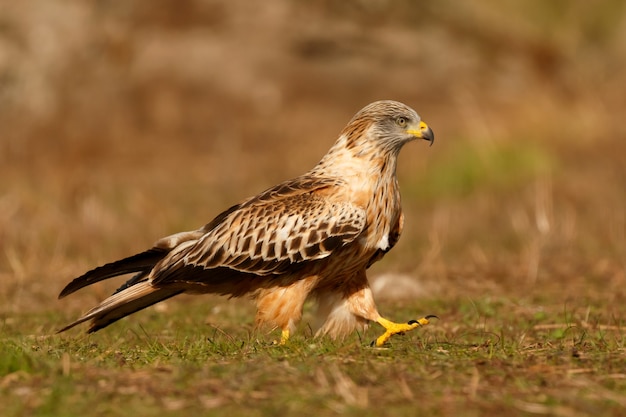 Super oiseau sur le terrain