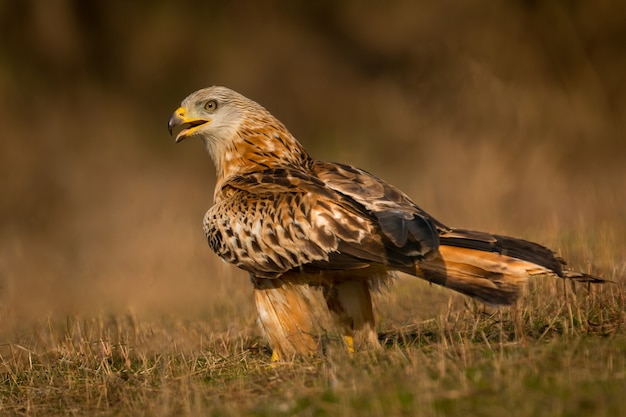 Super oiseau sur le terrain avec