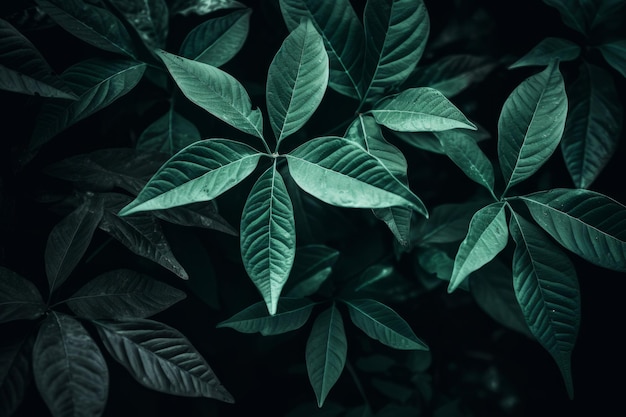 Superbe capture en gros plan de feuilles vert foncé dans des détails exquis