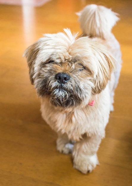 Superbe chien havanais au chocolat au lait