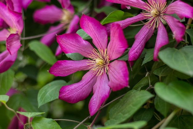 Superbe clématite buissonnante à grandes fleurs rose vif.