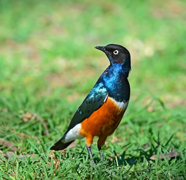 Superbe étourneau coloré (Lamprotornis superbus). Kenya. Afrique