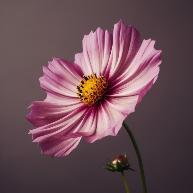 Superbe fleur de cosmos en haute définition