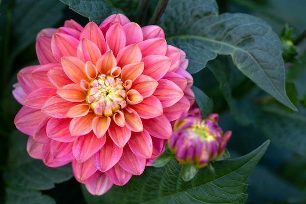 Superbe fleur de dahlia rose Jardinage fleurs vivaces aménagement paysager