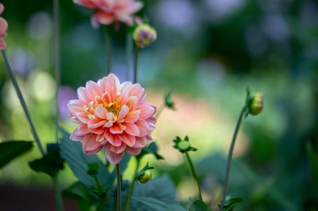 Superbe fleur de dahlia rose Jardinage fleurs vivaces aménagement paysager