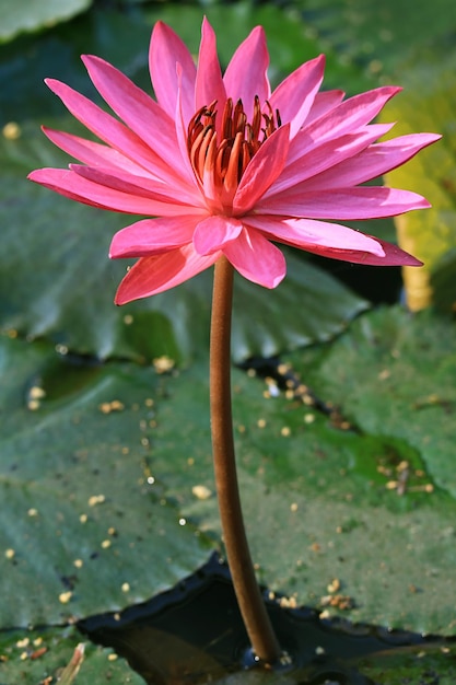 Superbe fleur de lotus rose vif qui fleurit au soleil du matin