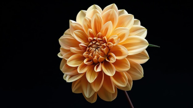 Un superbe gros plan d'une seule dahlia orange en pleine floraison sur un fond noir