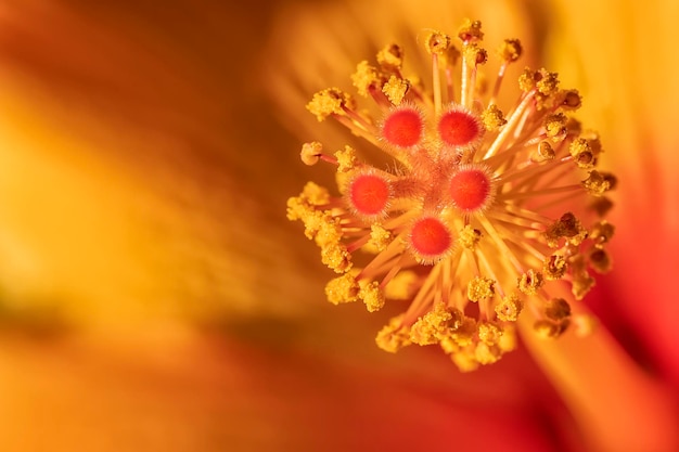 Superbe macro d'étamines d'Hibiscus rouge avec espace de copie Détail floral