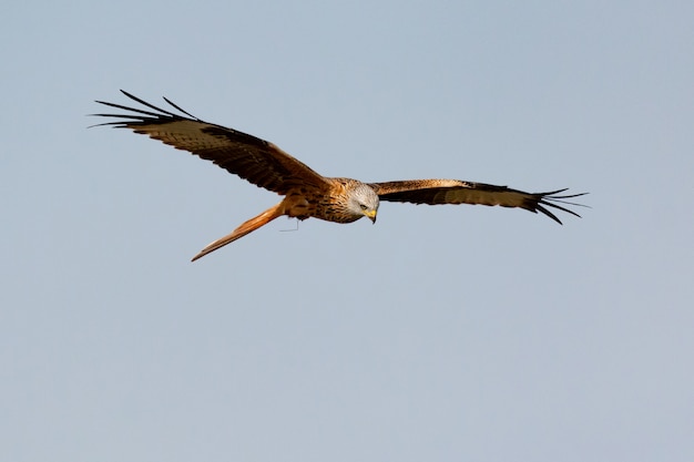 Superbe oiseau de proie en vol